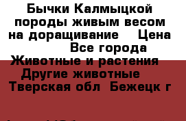 Бычки Калмыцкой породы живым весом на доращивание. › Цена ­ 135 - Все города Животные и растения » Другие животные   . Тверская обл.,Бежецк г.
